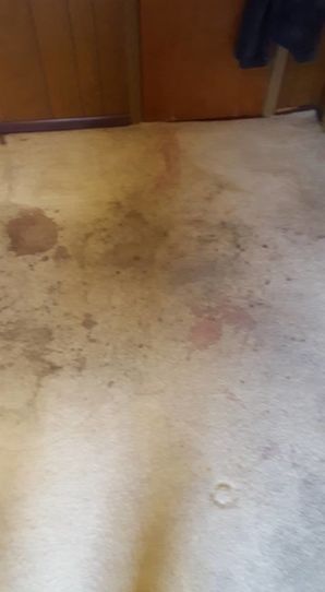 Before & After Carpet Cleaning in Birmingham, AL (1)